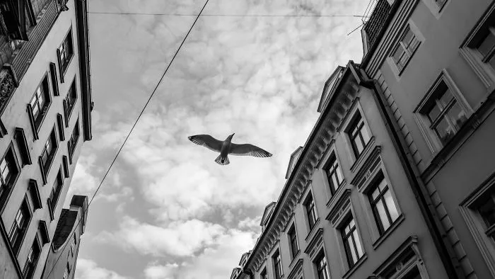 Jonathan Livingston