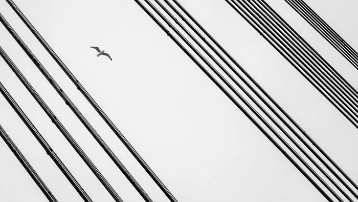 Maestro Seagull