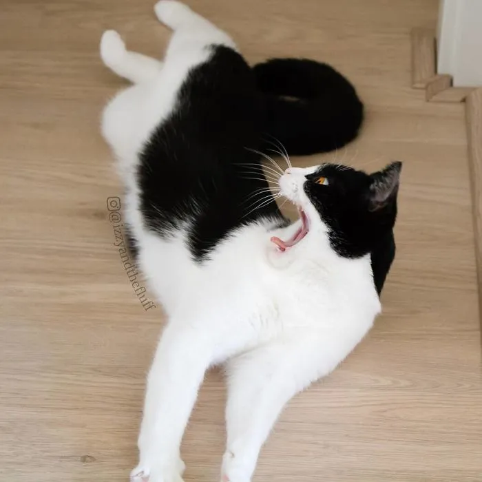 Meet Izzy, The Cat With The Most Expressive Face