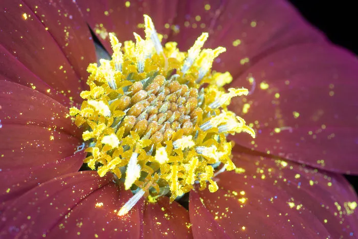 I Photographed The Invisible Light That Plants Emit
