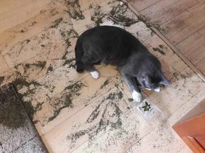 Charlie Found The Bag With Mint. No Guilt At All, Just Continued Rolling In It