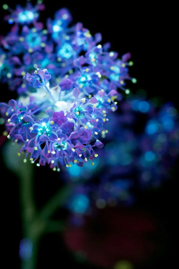 I Photographed The Invisible Light That Plants Emit