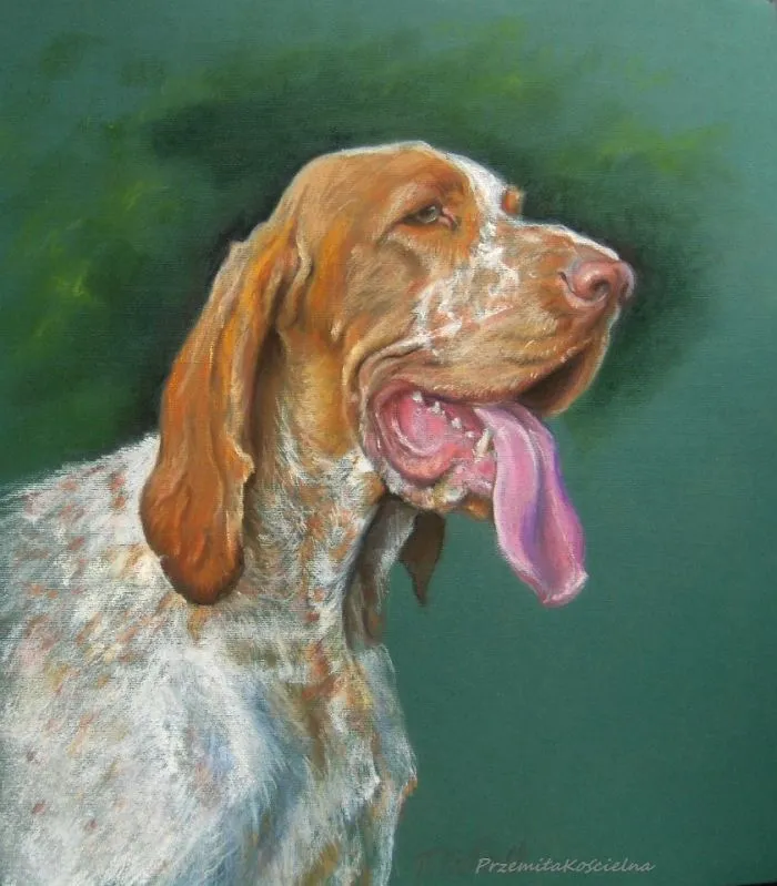 Bracco Italiano.  Custom Dog Portrait