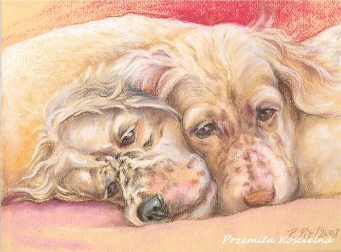 English Setter Puppys