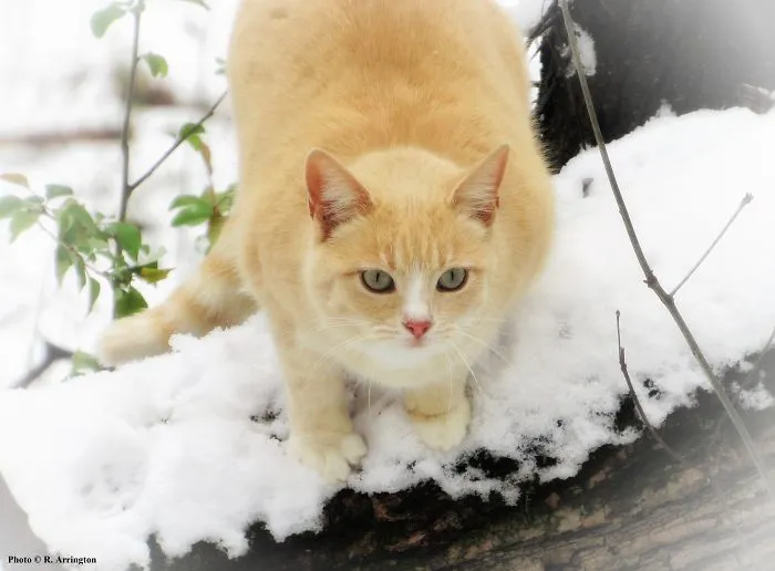 Noonya Was "Cat Of The Day"  :)