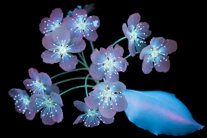 I Photographed The Invisible Light That Plants Emit