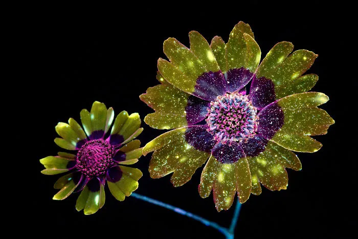 I Photographed The Invisible Light That Plants Emit