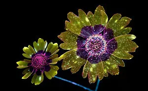 I Photographed The Invisible Light That Plants Emit