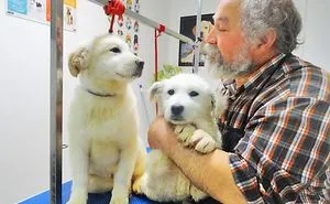 950 Dogs Will Lose Their Refuge At The End Of This Month And They Need Your Help