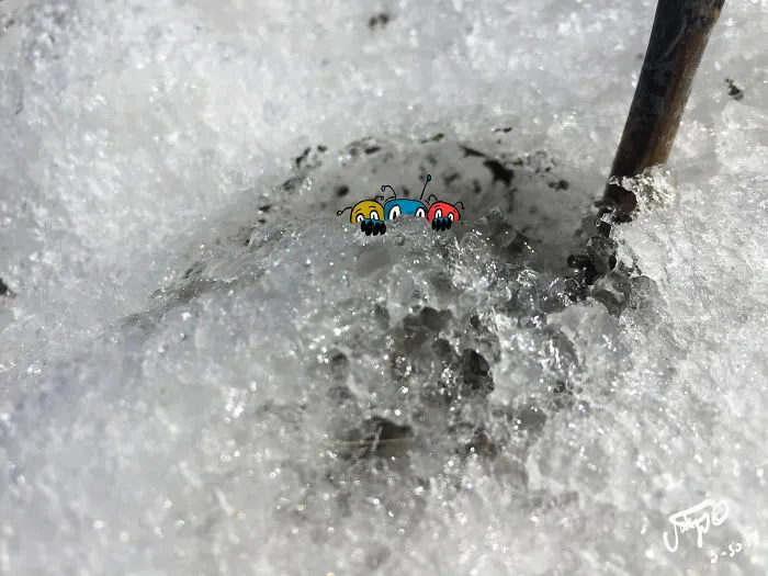 Creatures From The Cold, Icy Tundra...