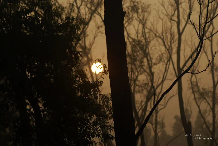 Sun Rise In The Forest- I Must Say Life Is Beautiful!