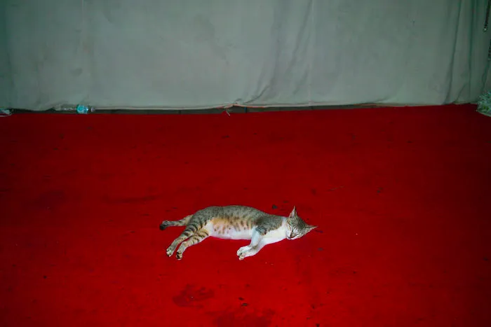 Party Is Over