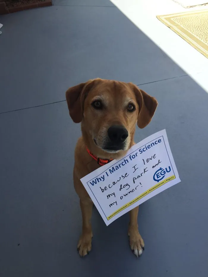 52 Dogs Who Marched For Science, And Totally Saved The World