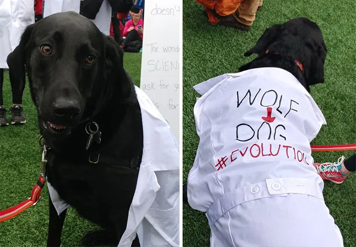52 Dogs Who Marched For Science, And Totally Saved The World
