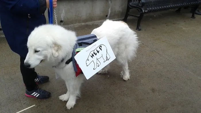 52 Dogs Who Marched For Science, And Totally Saved The World
