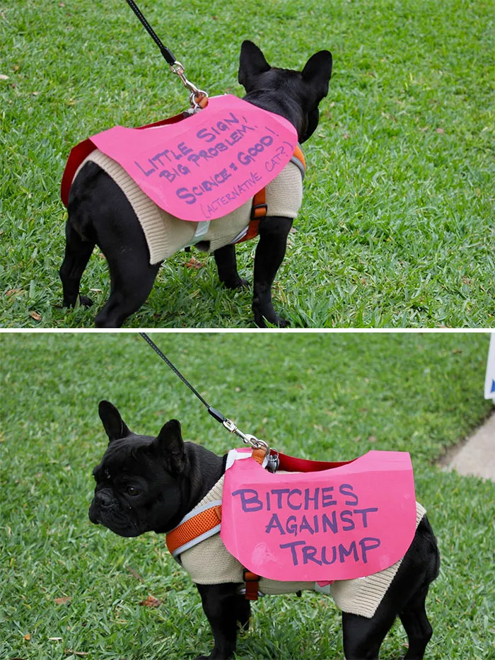 52 Dogs Who Marched For Science, And Totally Saved The World
