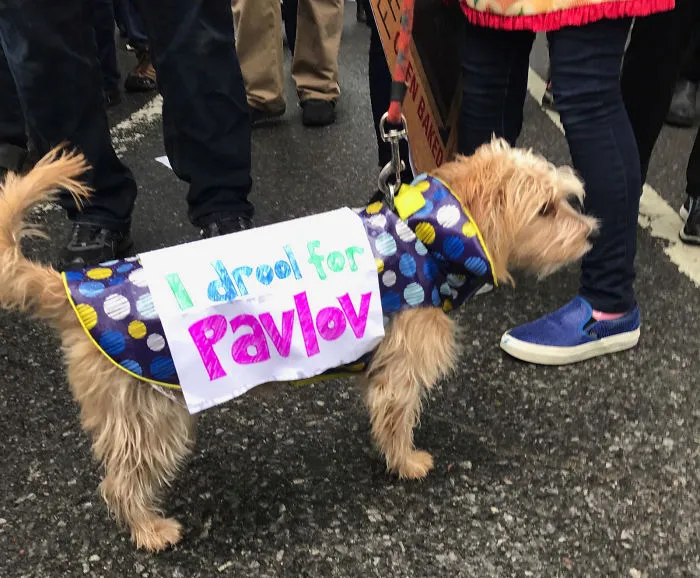Babeo por Pavlov