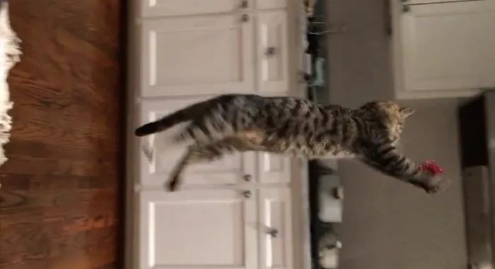 Cats-They Have Seemingly Boundless Energy Until They Nap For 18 Hours A Day