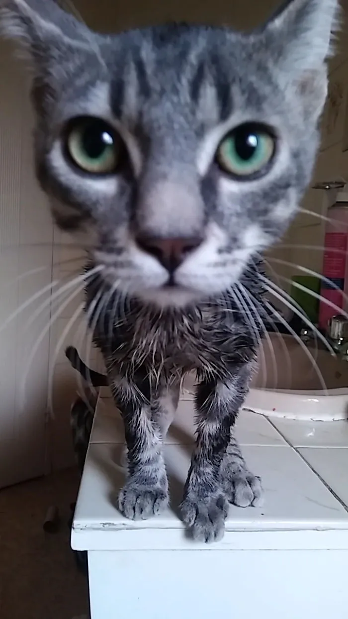 I Will Get You Back For This , You Petty Hooman