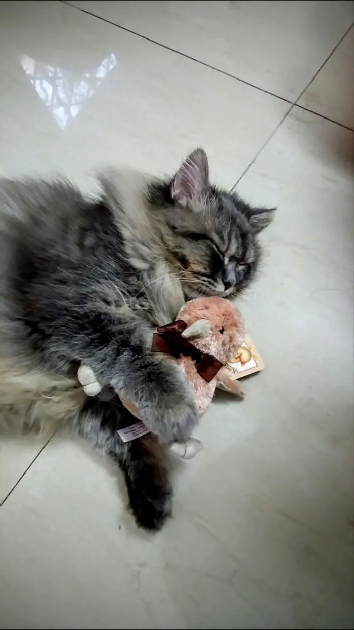 Dindim Dreaming About Mabel