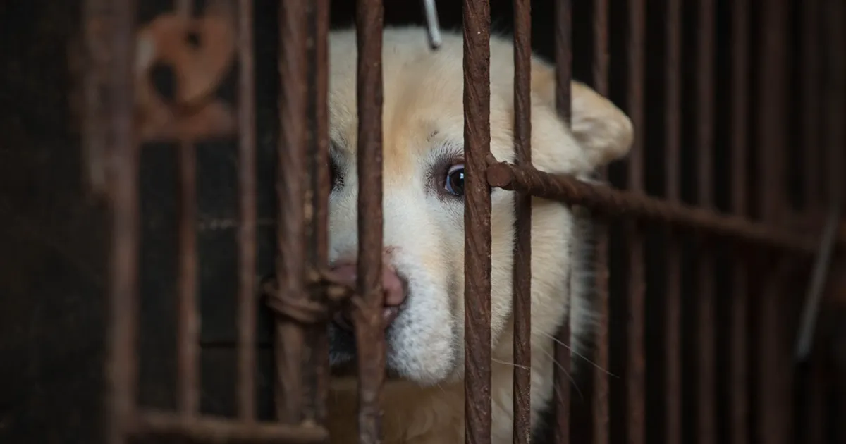 Taiwán se convierte en el 1º país asiático en prohibir comerse a gatos y perros