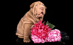 Taking Pet Photography Into The Studio