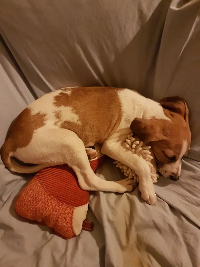 Neo And Her Toys