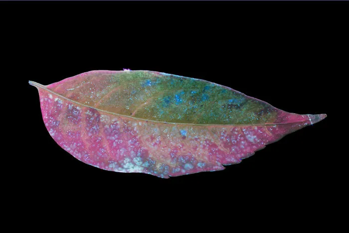 I Photographed The Invisible Light That Plants Emit
