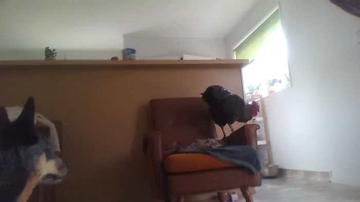 Mum Its My Chair