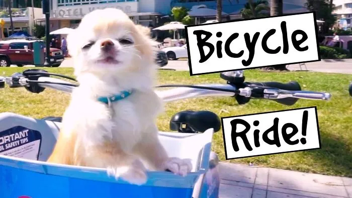 My Cute Puppy Size Chihuahua Riding A Bike In Florida