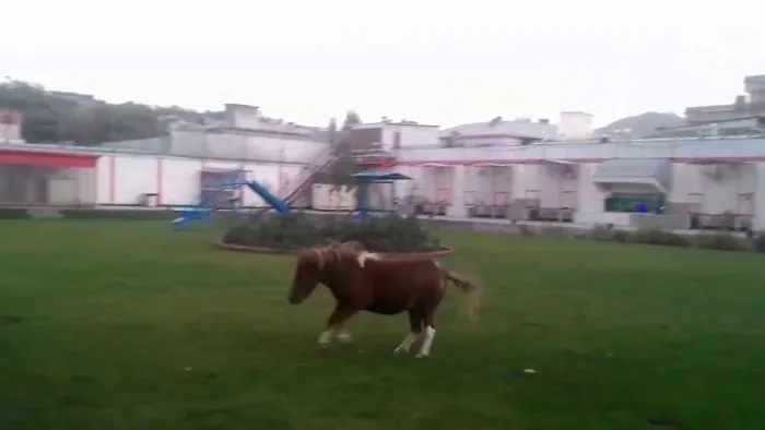 Pony And Ostrich Race