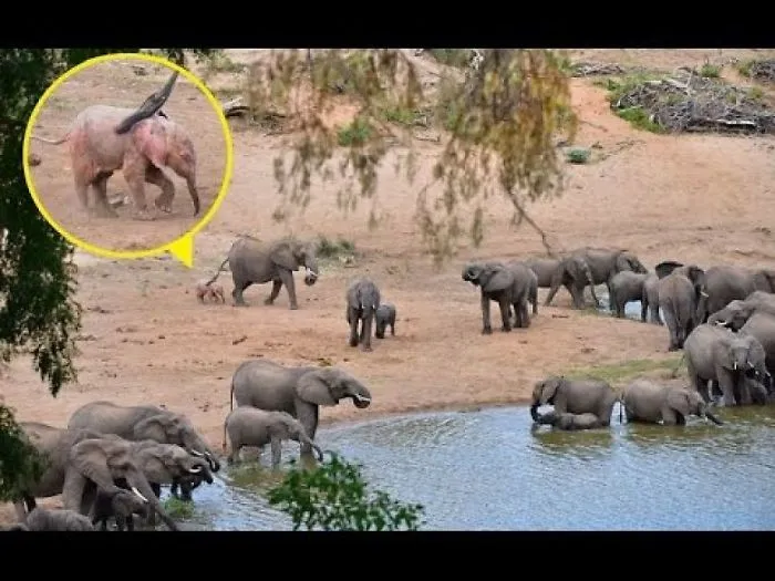 Pink Elephant On Parade – Meet The Adorable Pink Albino Elephant