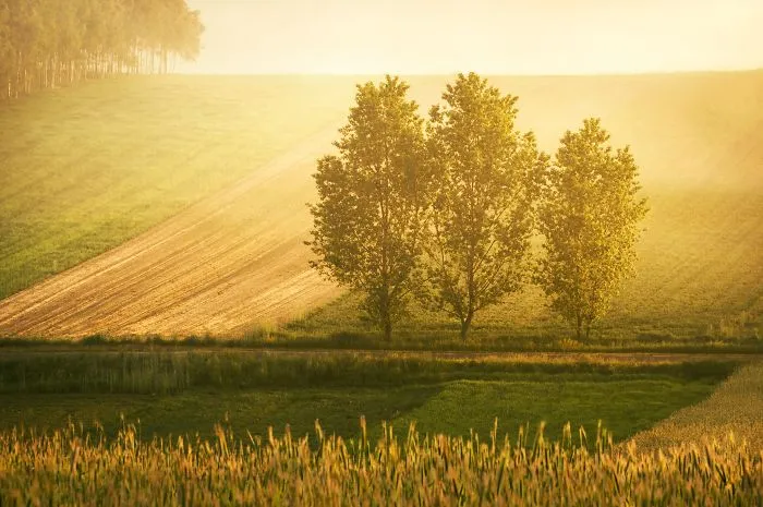 Three Trees