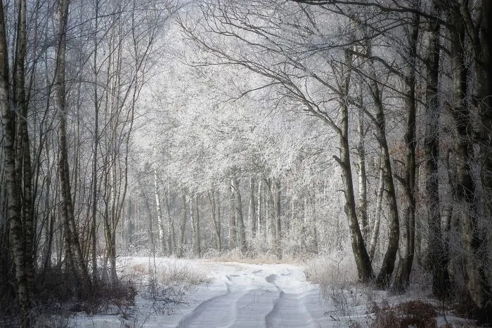 Forest Gate