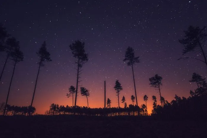 Night In The Forest