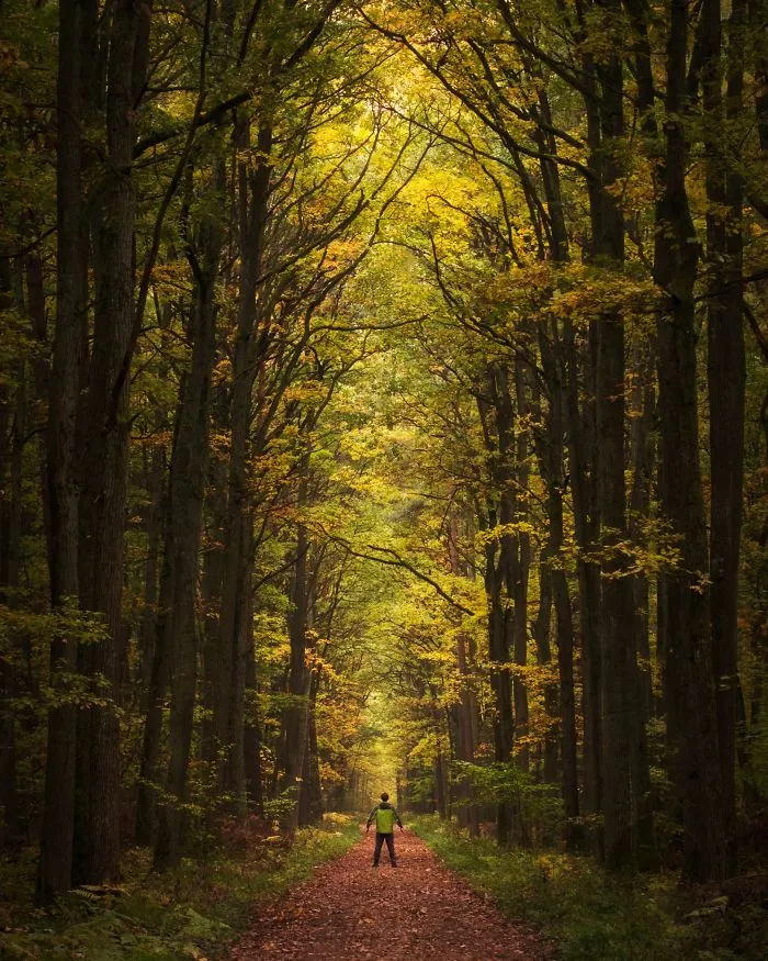 Autumn In "Dąbrowa W Niżankowicach" Nature Reserve