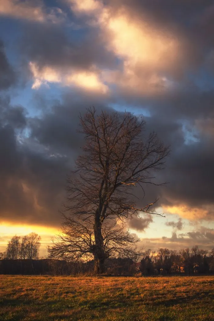 Tree Of Life