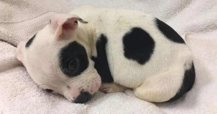 Dog Left To Die For Being Different Finally Finds Couple Who Loves Him For Who He Is