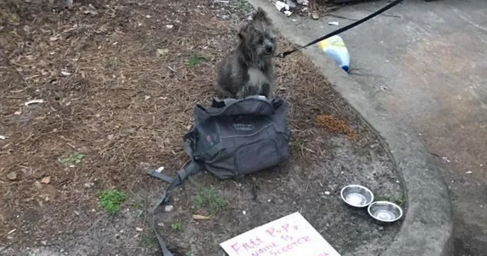 This Dog Was Tied To A Dumpster And Left With A Sad Note