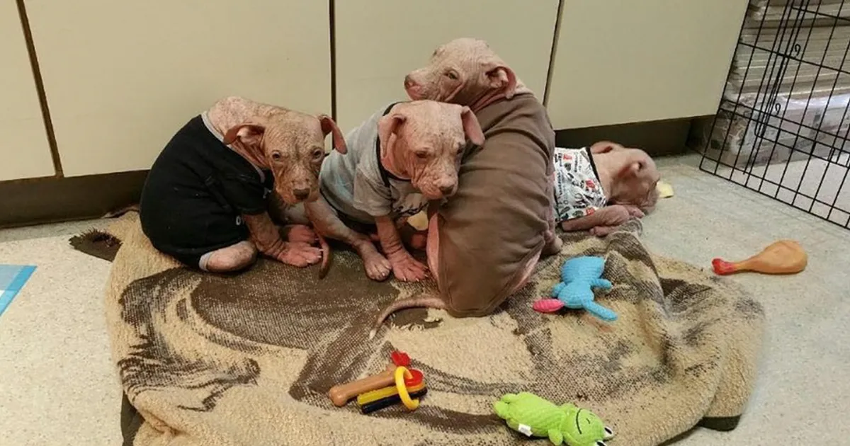 After Horrible People Abandoned These Puppies, They Got So Sick They Had Lost All Their Fur