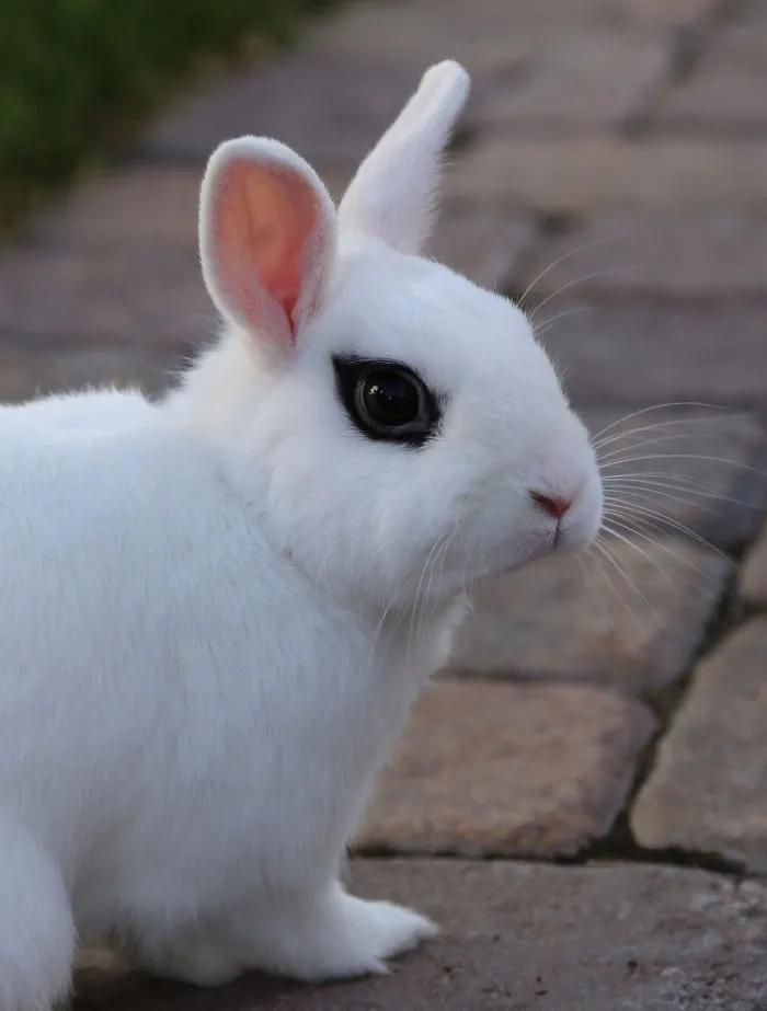 Innocent But Alert