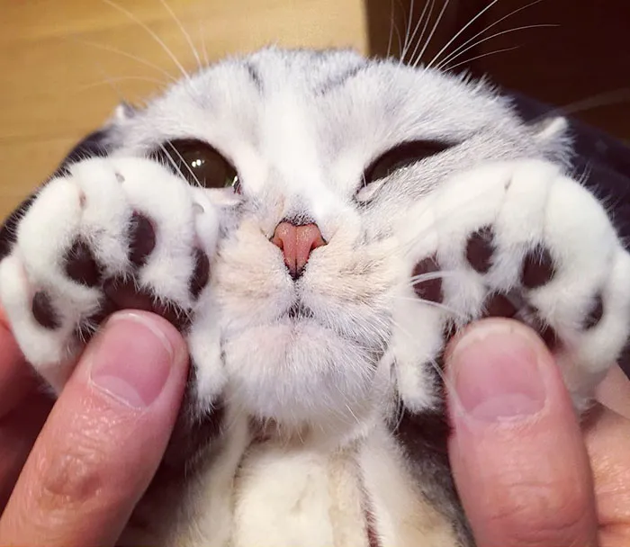 Meet Hana, A Japanese Kitty With Incredibly Big Eyes Who Is Taking Instagram By Storm