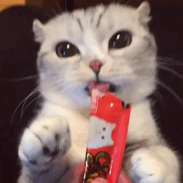 Meet Hana, A Japanese Kitty With Incredibly Big Eyes Who Is Taking Instagram By Storm