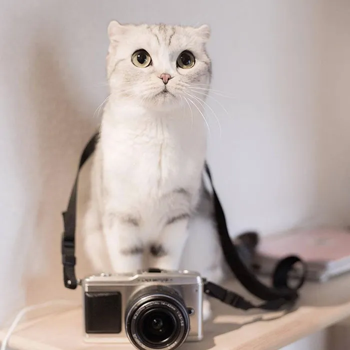 Meet Hana, A Japanese Kitty With Incredibly Big Eyes Who Is Taking Instagram By Storm