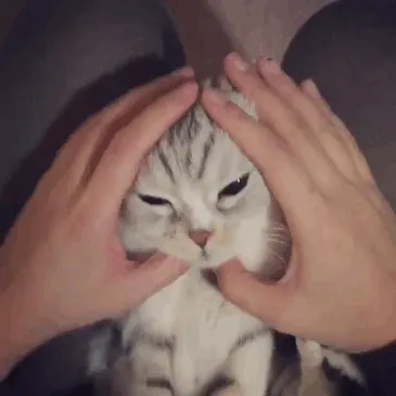 Meet Hana, A Japanese Kitty With Incredibly Big Eyes Who Is Taking Instagram By Storm