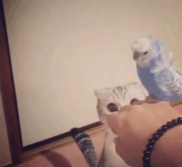 Meet Hana, A Japanese Kitty With Incredibly Big Eyes Who Is Taking Instagram By Storm