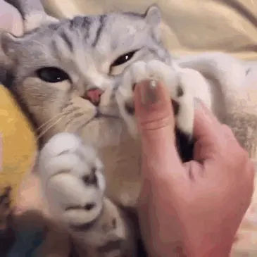 Meet Hana, A Japanese Kitty With Incredibly Big Eyes Who Is Taking Instagram By Storm
