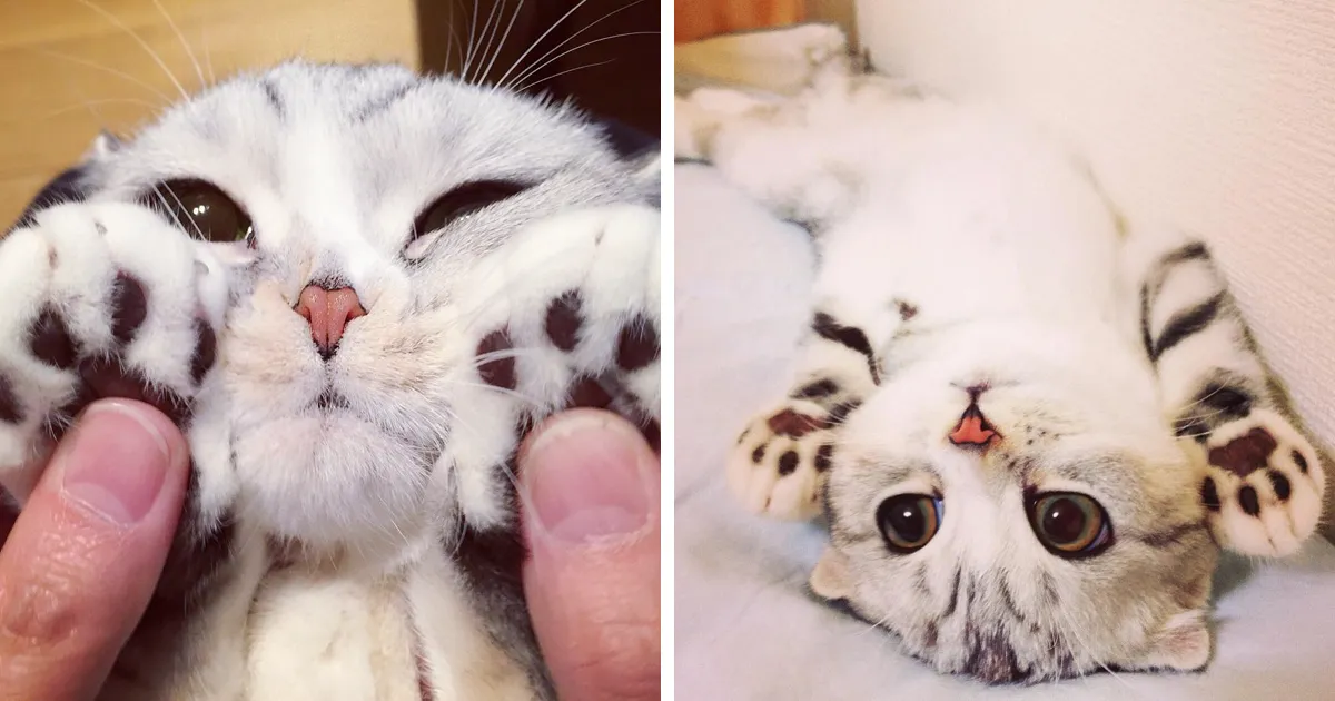 Esta es Hana, una gata japonesa con ojos enormes que está conquistando Instagram