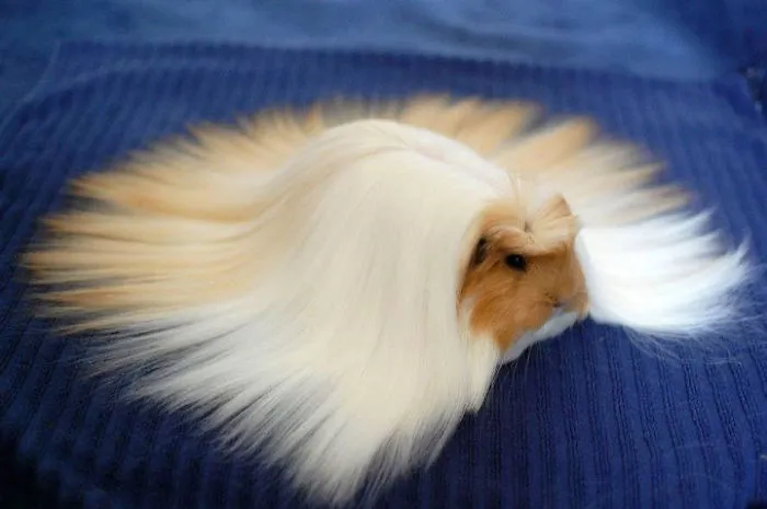 53 Guinea Pigs With The Most Majestic Hair