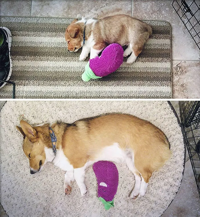 Winston Turns 1 Today. He Still Sleeps With The Same Toy